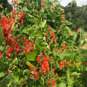 Scarlet Emperor Runner Bean