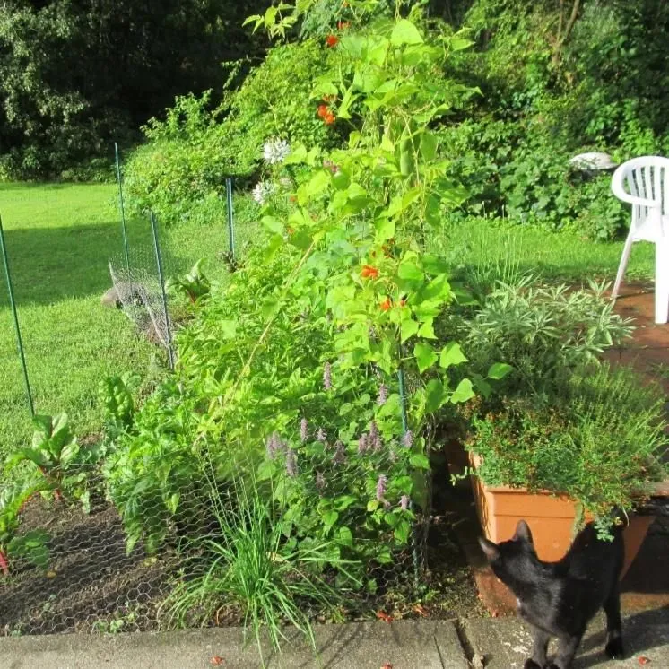 Scarlet Emperor Runner Bean